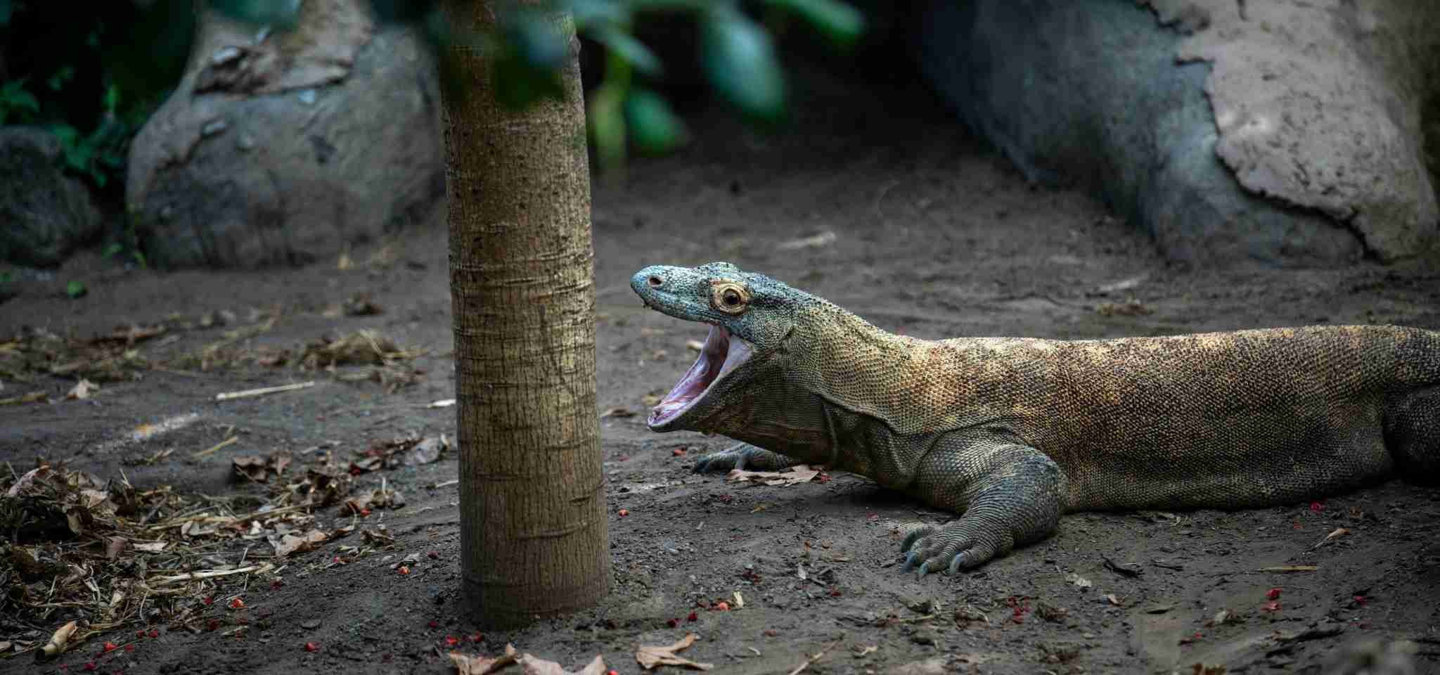 a large lizard laying on the ground next to a tree