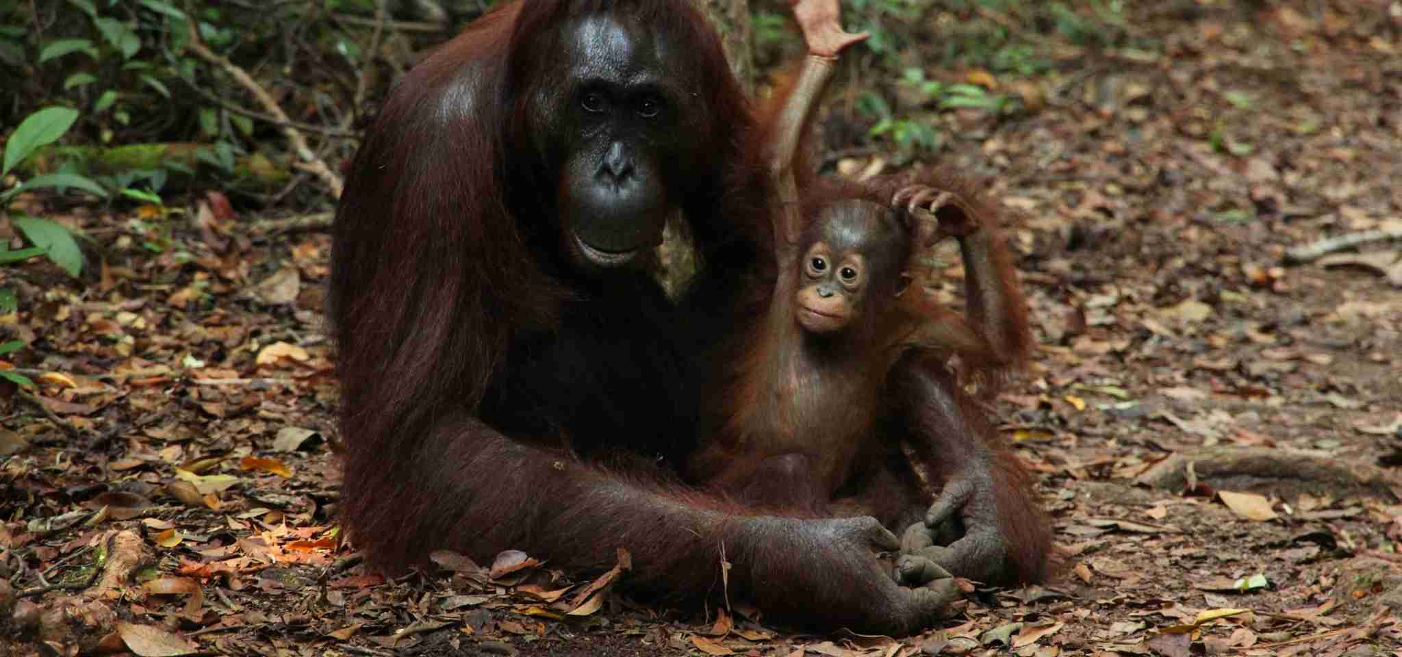 Chimpanzee hugging baby on land