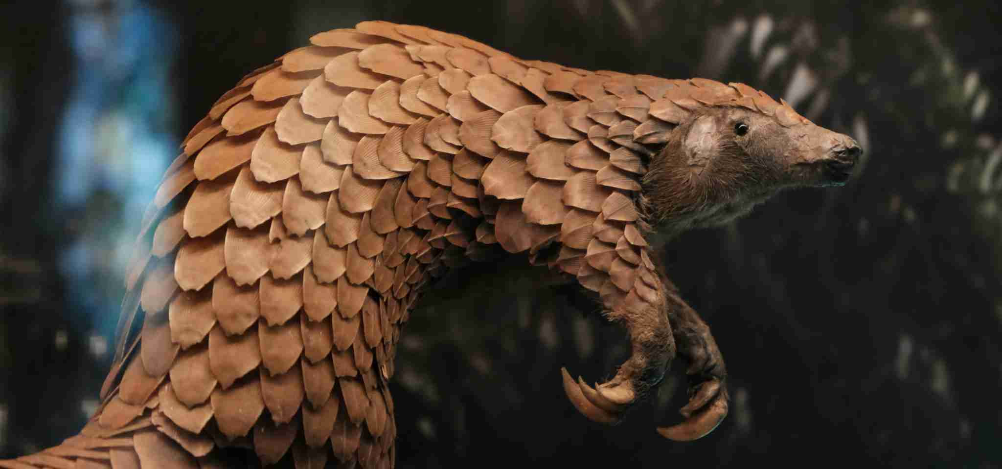 The Pangolin is the most illegally trafficked animal in the world.