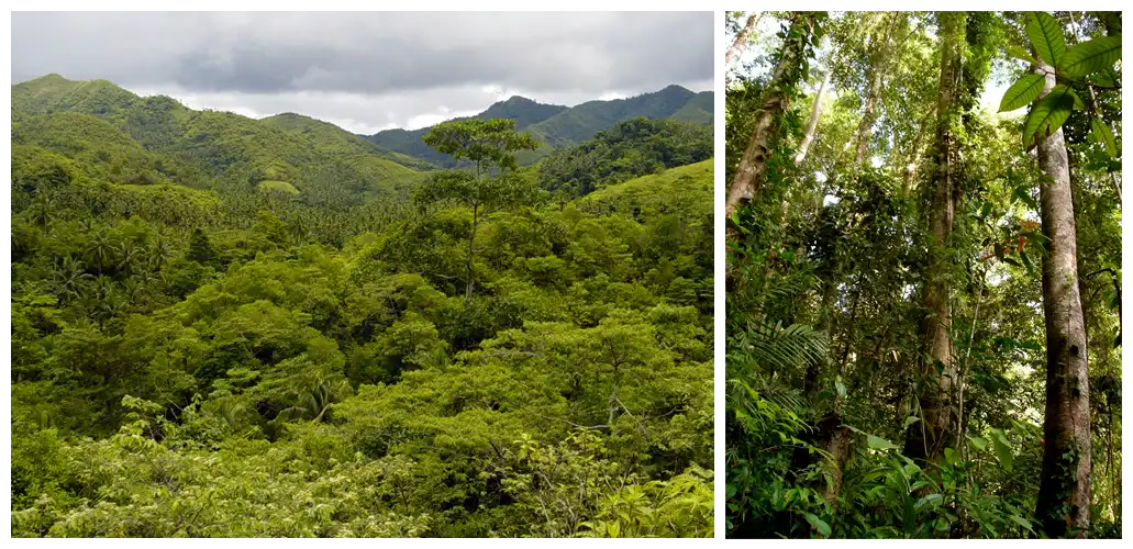 Forest Ecosystem