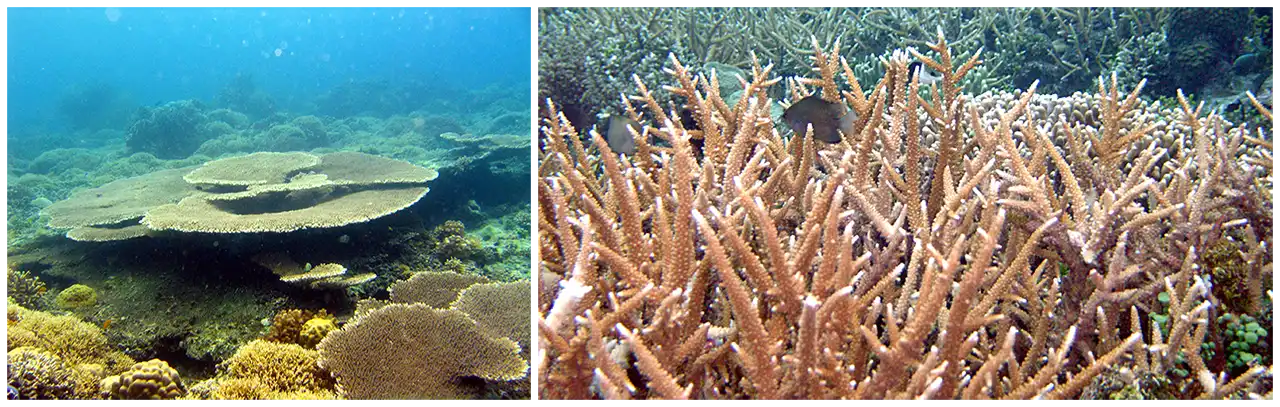 Coral Reef Ecosystem