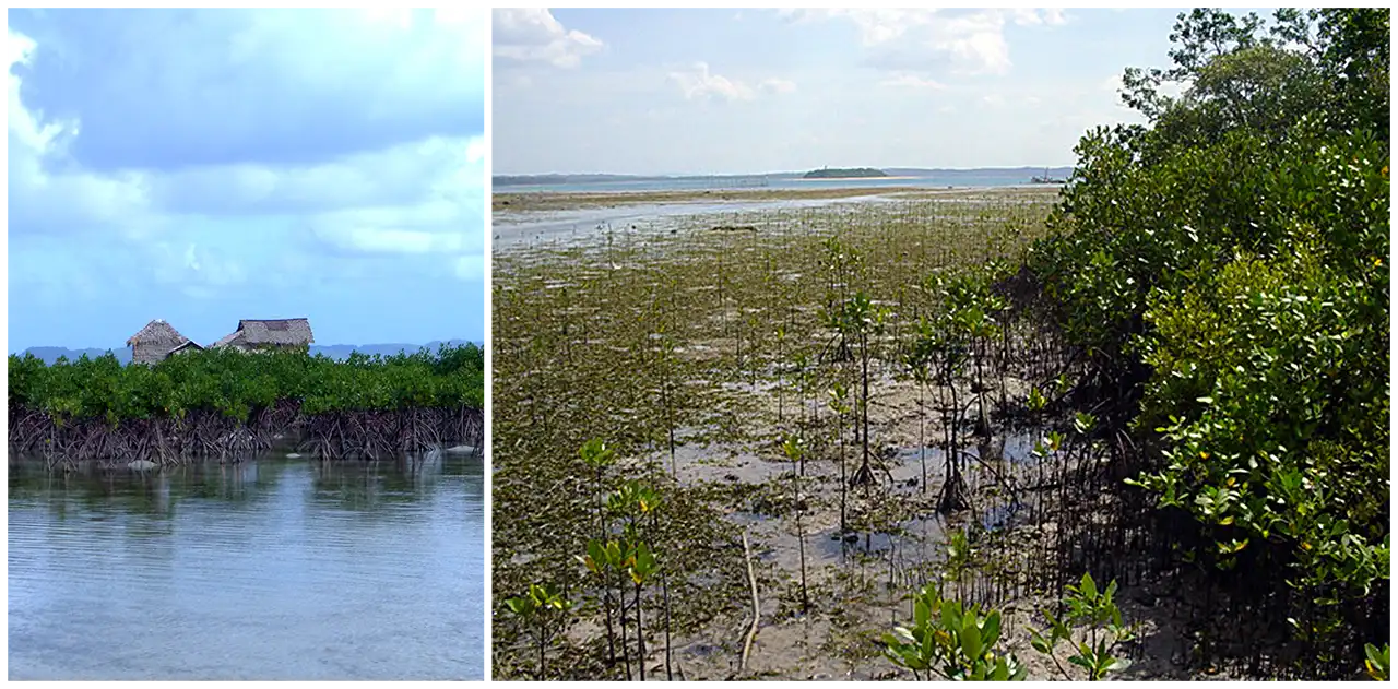 2.03.3-Mangrove.png