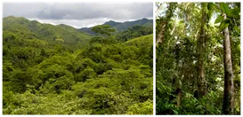 Forest Ecosystem