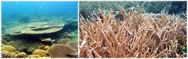 Coral Reef Ecosystem