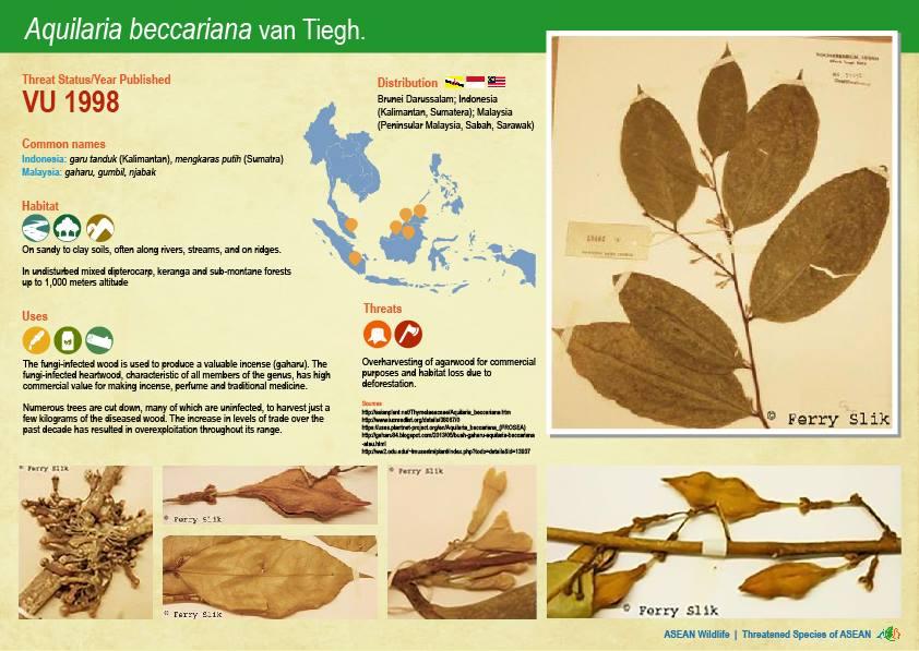 ASEAN WIldlife: Threatened Plant Species of ASEAN