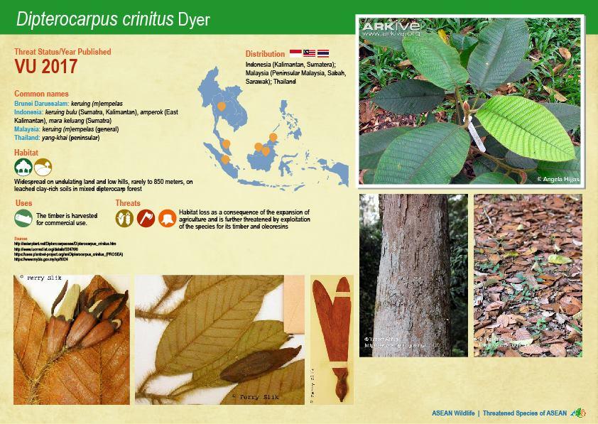 ASEAN WIldlife: Threatened Plant Species of ASEAN