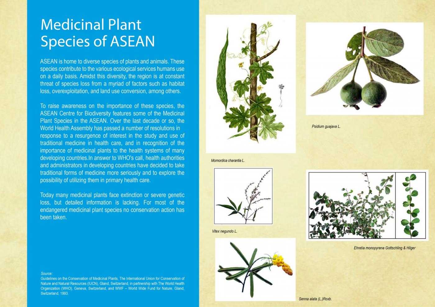 ASEAN Wildlife: Medicinal Plant Species of ASEAN