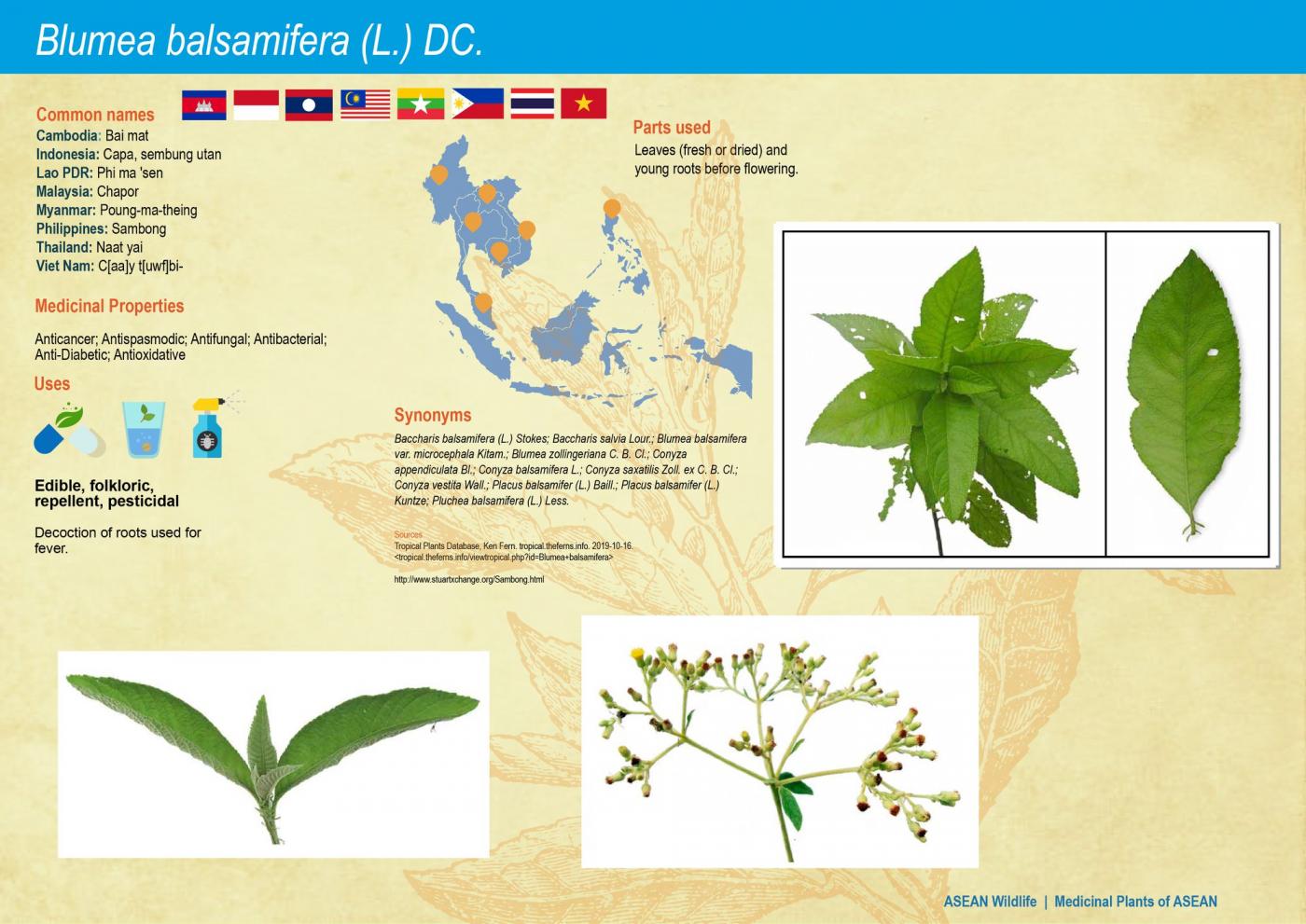 ASEAN Wildlife: Medicinal Plant Species of ASEAN