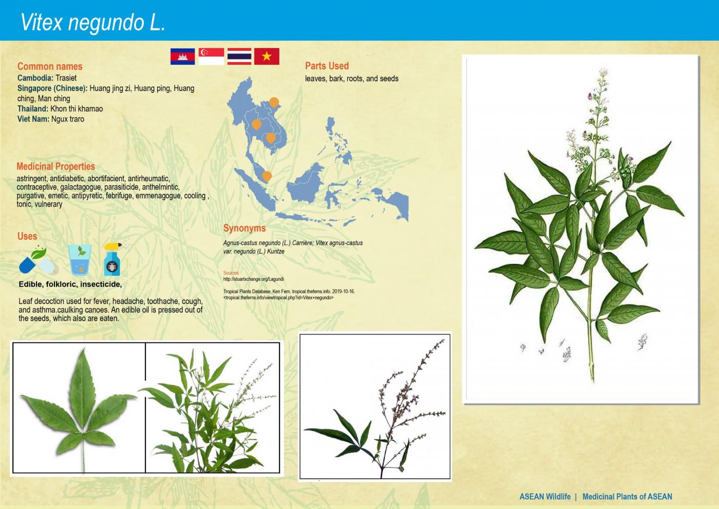 ASEAN Wildlife: Medicinal Plant Species of ASEAN