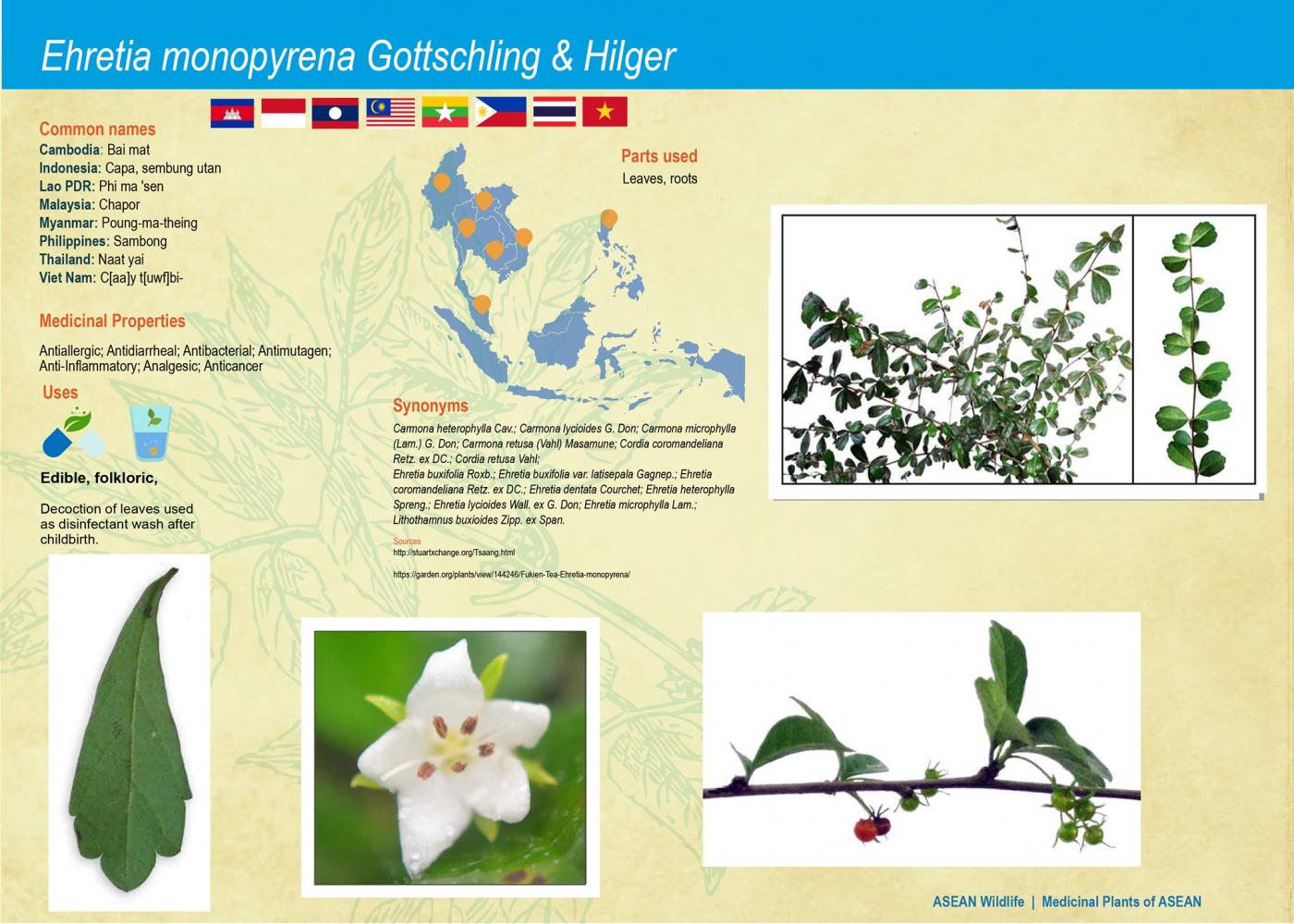 ASEAN Wildlife: Medicinal Plant Species of ASEAN