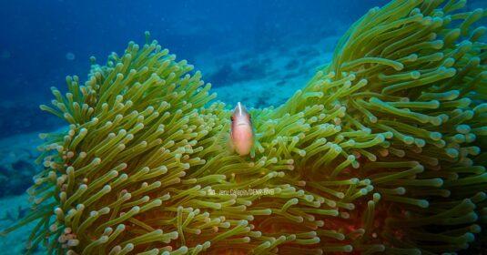 The Apo Reef has a high coral reef diversity, serving as home to hundreds of marine species.