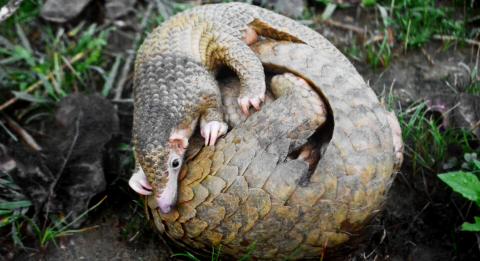 Harmless and shy, the pangolins are threatened by poaching, wildlife trafficking, and habitat loss, among others.