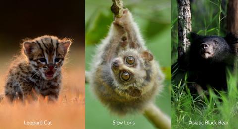 Some species in Phu Khieo  Wildlife Sanctuary-Nam Nao National Park. Photo by อาเฌอ