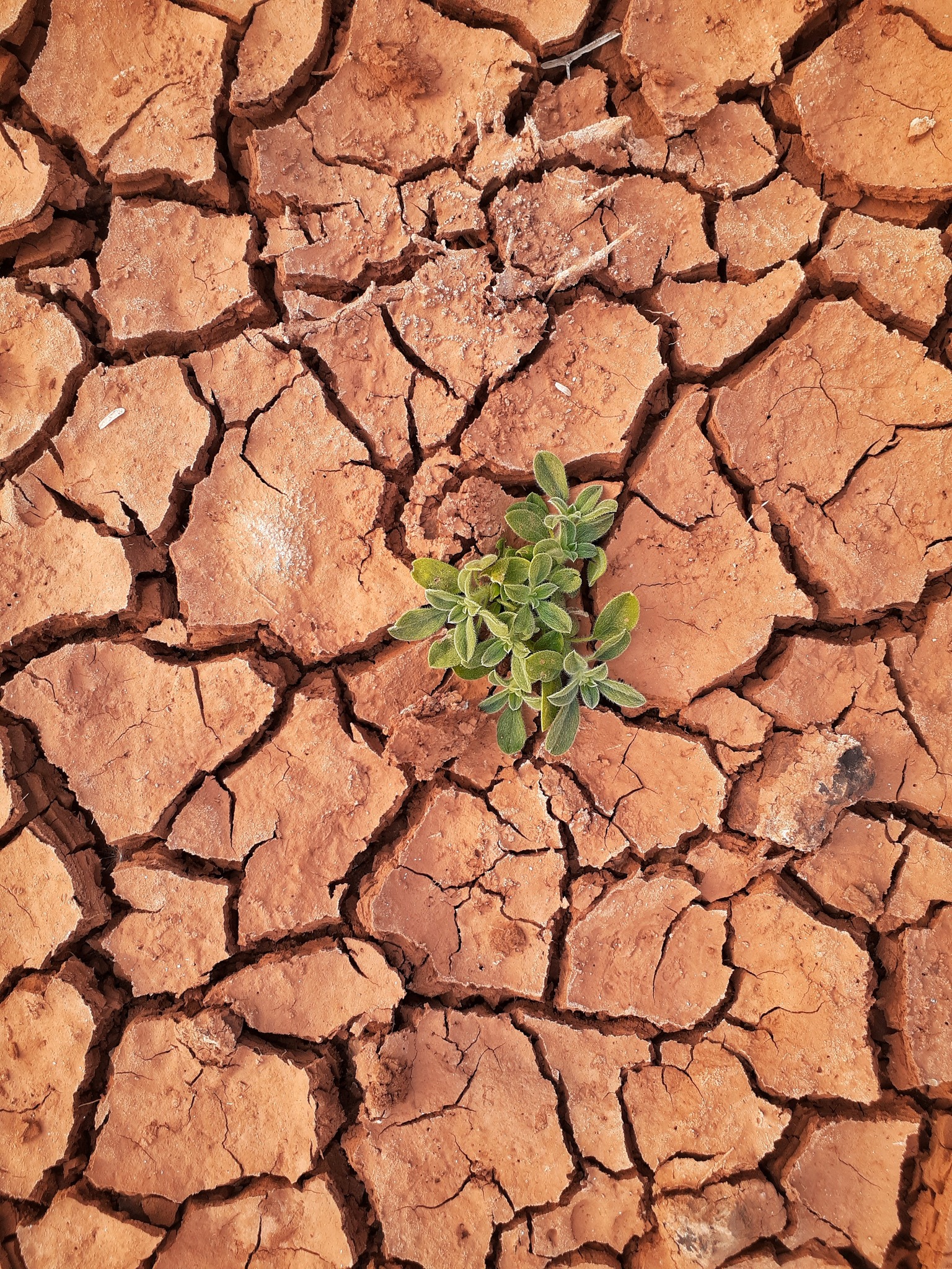 Global Land Outlook 2
